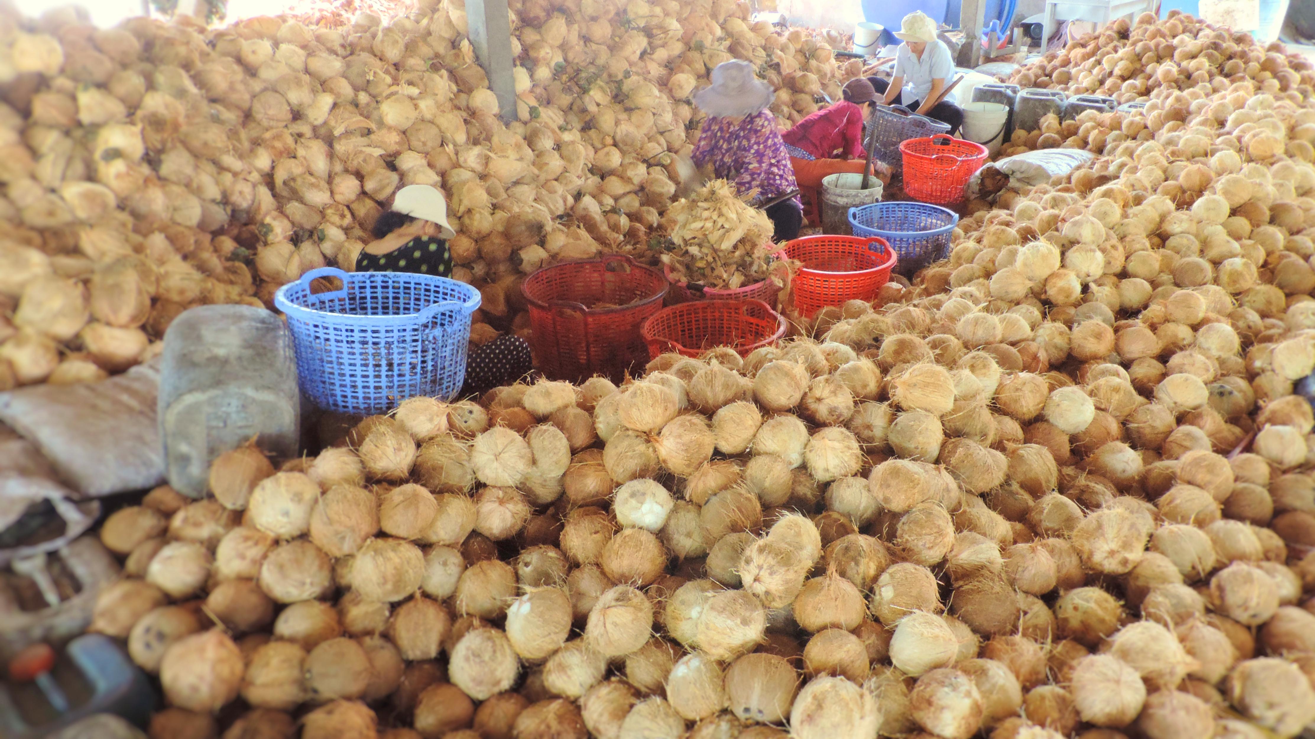 Ben Tre Mekong Tour from HCMC to Can Tho 1 Day - Photo 3