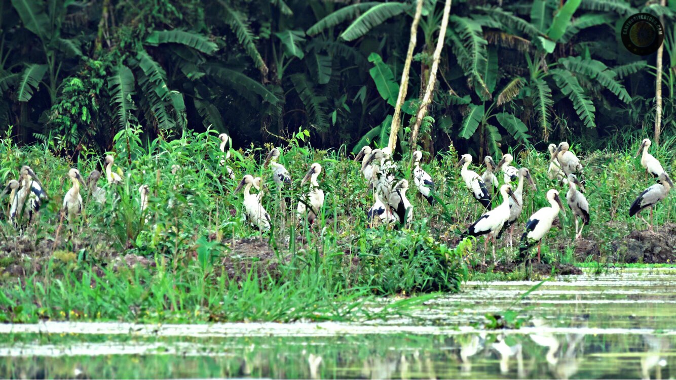 Lung Ngoc Hoang Forest Nature Reserve Tour Can Tho - Photo 3