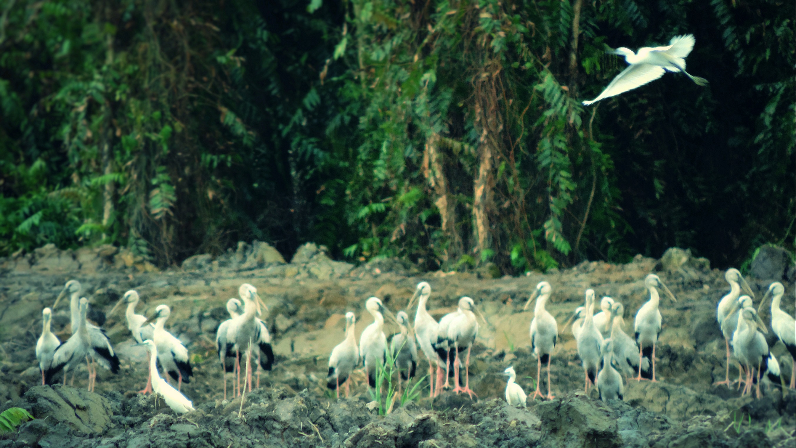 Can Tho Floating Market & Lung Ngoc Hoang Nature Reserve - Photo 4