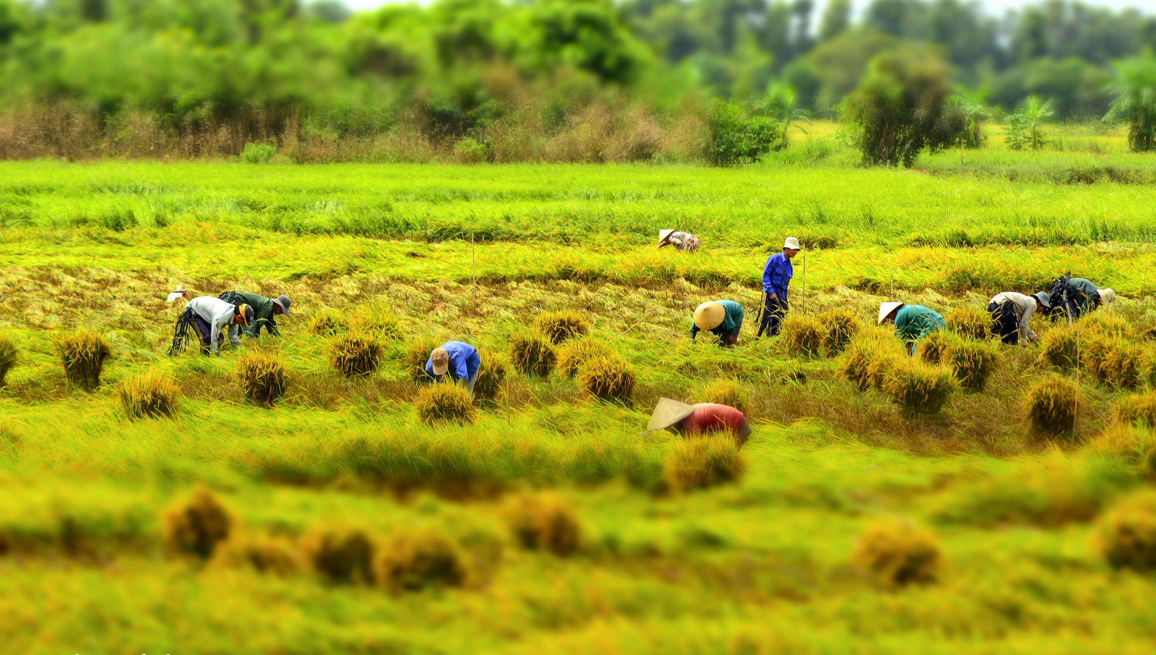 Can Tho Floating Market & Tra Su Forest 1 Day - Photo 4