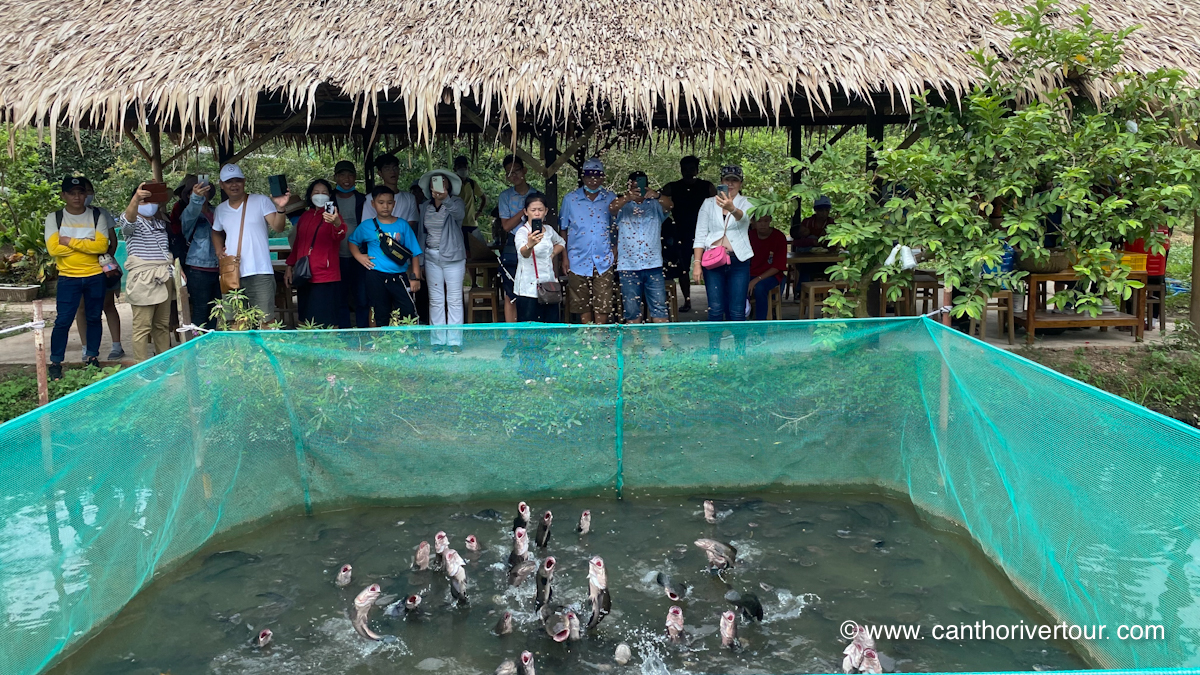 Son Islet, Can Tho: Tropical Fruit Garden & Tasting, Duck Massage & Flying Fish - Photo 4