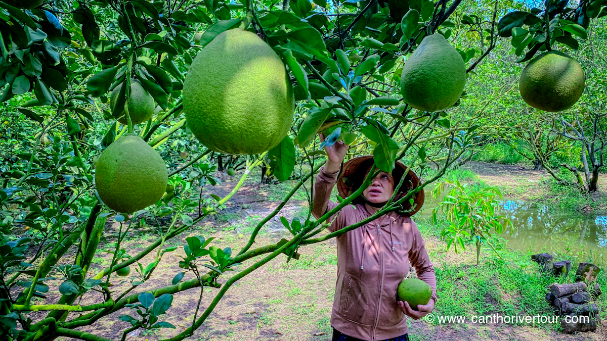 Son Islet, Can Tho: Tropical Fruit Garden & Tasting, Duck Massage & Flying Fish - Photo 6
