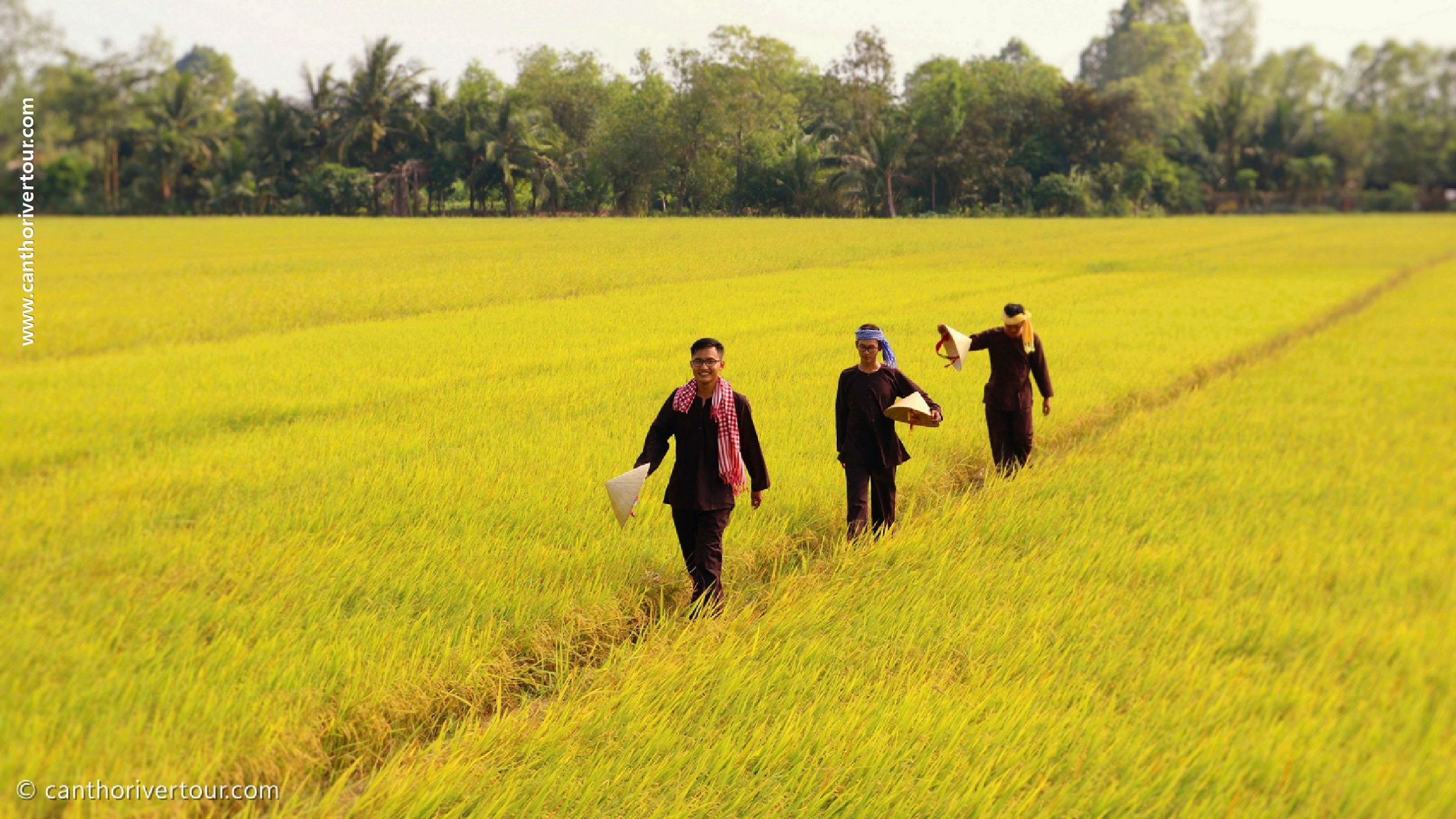 Hidden Gems in Can Tho - Paddy Rice Fields